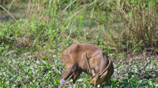A beautiful Indian hog deer with antlers grazes peacefully in a vibrant green field, showcasing wildlife in its natural habitat.