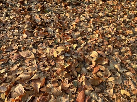 Top view of dry rain tree leaves or samanea saman fallen on the ground background texture.