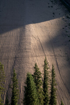 Spruce trees against sunlit rocky mountain slope, Ili Xinjiang China