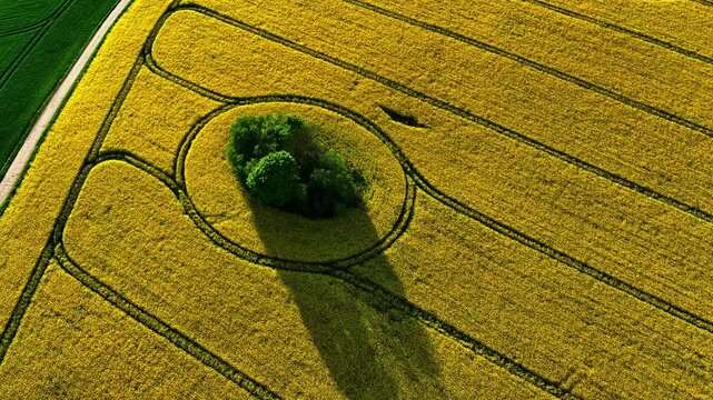 Aerial orbiting shot of rapeseed field with small green tree island in the middle in Latvian nature