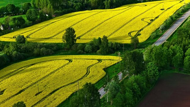 Bright yellow canola fields and green meadows creating a vibrant patchwork on the countryside