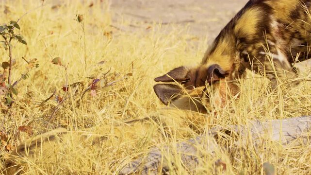 Rare and intimate footage of a herd of wild African Dogs (Lycaon pictus) feasting on their prey in the Okavango Delta.