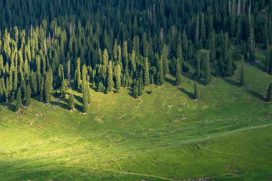 Alpine mountain scenery of Ili Valley Xinjiang China, grassland forest and rocky peaks at sunrise