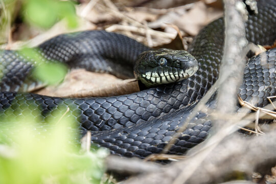 black rat snake rolling eyes look ready to shed eye old skin opens closeup