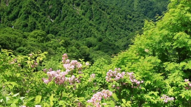天狗岳と向白神岳と双耳峰