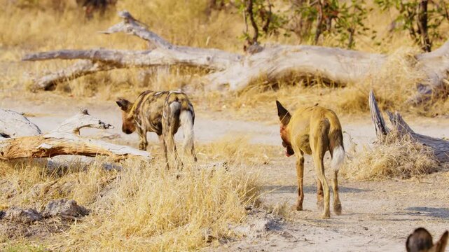 footage of Wild African Dogs (Lycaon pictus) roaming the sun-kissed plains of Botswana. With their vibrant coats and energetic antics, these highly social canines showcase their unique bond and playfu