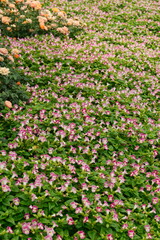 Fototapeta premium Pink Torenia fournieri flower field with lush green foliage and dense blooming clusters