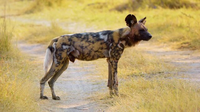 Close-up footage of a male African Wild Dog (Lycaon pictus) standing on a rugged road in the savannah, showcasing his natural behavior and anatomy. 