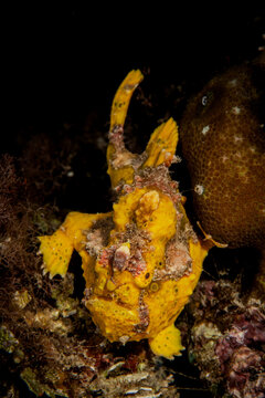 squid, shark, frog fish and barracuda