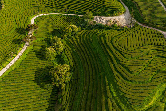Aerial view of Gorreana Tea Plantation featuring vibrant green tea rows, winding paths, and scattered trees in Maia, Acores, Portugal.