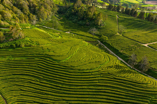 Aerial view of Gorreana Tea Plantation with lush green terraced tea fields, winding dirt paths, and surrounding hills in Acores, Portugal.