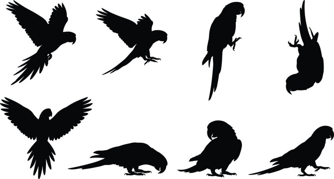 Parrot silhouette collection featuring tropical macaw birds in flying standing and perched poses isolated on white background