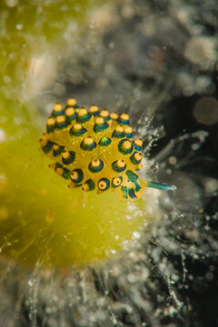 nudibranch in Cebu
