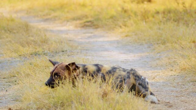 Joyful African Painted Dog (Lycaon pictus) rolls and plays in the lush grass, its vibrant coat glistening in the sunlight. 