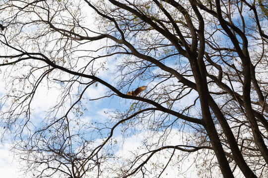 Carancho (Caracara plancus) posado sobre un &aacute;rbol en Almafuerte, C&oacute;rdoba
