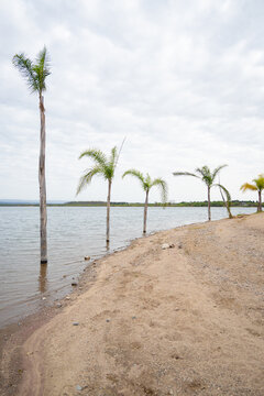 Palmeras sobre la costa del Lago Piedras Moras en Almafuerte, C&oacute;rdoba