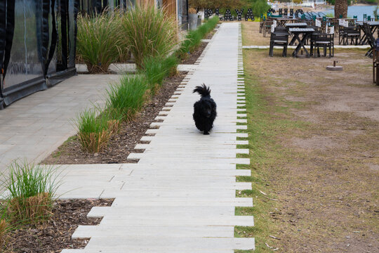 Perrita mestiza caminando por la vereda de Playa Chic en Almafuerte, C&oacute;rdoba