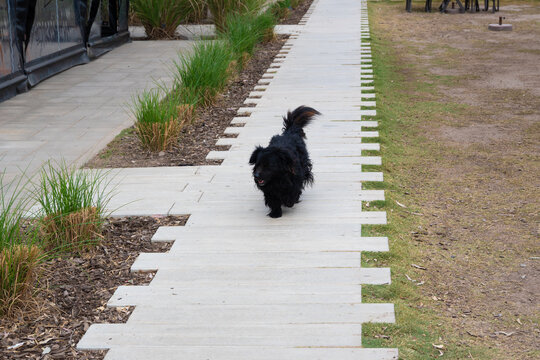 Perrita mestiza caminando por la vereda de Playa Chic en Almafuerte, C&oacute;rdoba