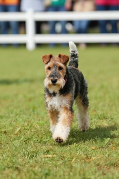 Wire Fox Terrier walks on green grass field. Dog show competition, pedigree animal, pet with tri color fur. Cute canine with alert ears, tail up, looking forward.