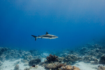 shark in palau © 순영 한
