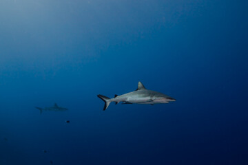 Obraz premium shark in palau