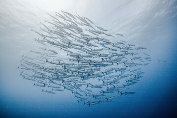 fish schooling in palau © 순영 한