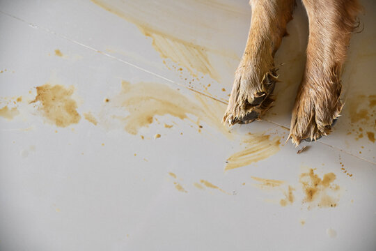 Dirty dog paws leaving muddy footprints and stains on a clean white tiled floor inside a house