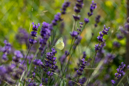 Rins de lavende et papillon blanc