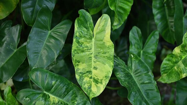 Close up of Philodendron Burle Marx Variegated. This fast growing tropical has slender, glossy leaves with splashes of cream, white and green variegation.