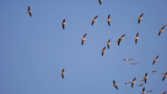 Over the lush wetlands of the Okavango Delta, a majestic flock of Yellow-billed Storks (Mycteria ibis) takes to the sky, their elegant forms weaving a mesmerizing pattern against the clear blue horizo