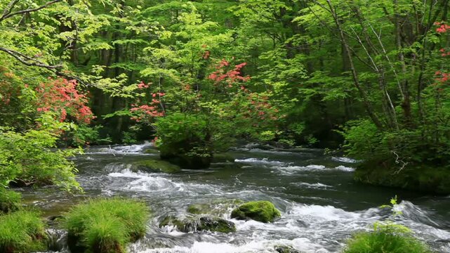 奥入瀬渓流とツツジ