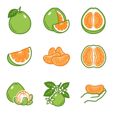 Green oranges and segments illustration.