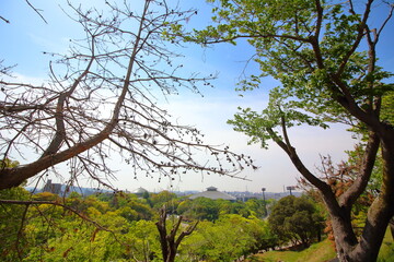 植物の先の風景 © SA