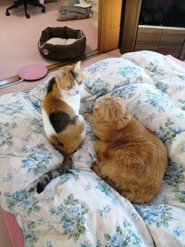 三毛猫と茶トラ猫