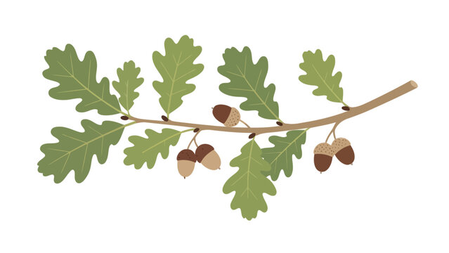 Stylized illustration of an oak branch with green lobed leaves and several brown acorns
