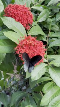 Beautiful black Papilio memnon butterfly flying and sucking nectar from bright red Ixora flowers in a tropical garden