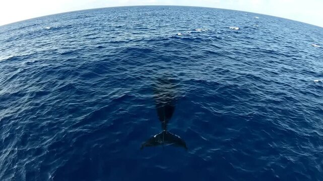 Aerial view of the shadow of a giant fish or sea monster beneath the ocean surface revealing a mysterious dark silhouette moving through the deep blue tropical waters