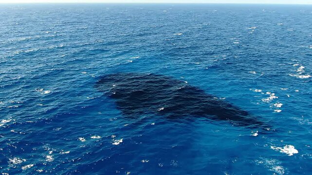 A mysterious shadow of a giant fish or sea monster beneath the ocean surface seen from an aerial perspective casting a dark silhouette in the deep blue tropical water