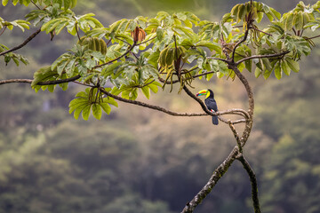 Keel-billed toucan perched on a cecropia tree branch, wild Ramphastos sulfuratus in the lush rainforest canopy of Costa Rica. © Teresa