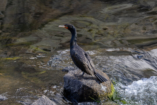 Couble Crested Cormorant