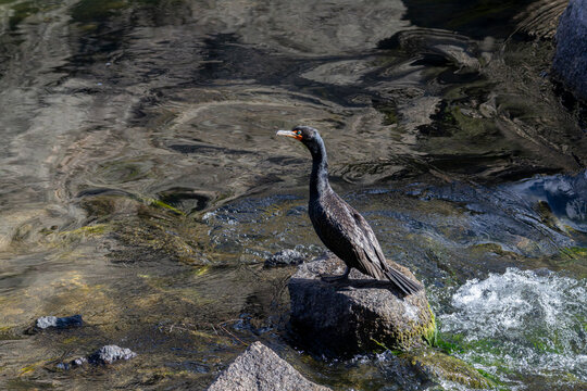 Couble Crested Cormorant