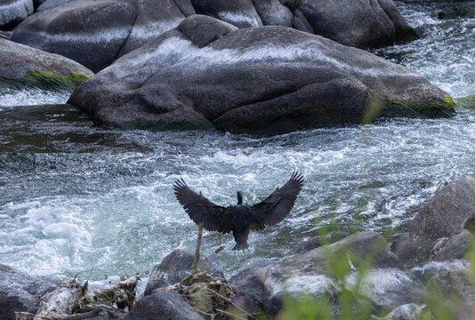 Couble Crested Cormorant