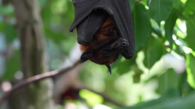 Close Up of Black Flying Fox bat hanging upside down