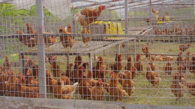 Chickens inside a poultry farm coop, free-range farming and livestock scene