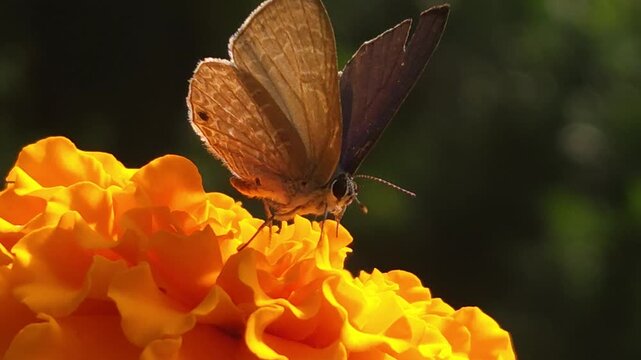 Grass Blue butterfly feeding on the nectar of a vibrant orange marigold flower in natural sunlight. Butterfly's delicate wings, extended proboscis, and pollination behavior in a blooming garden.