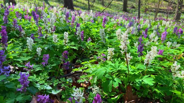 Violet hollowroot Corydalis cava early spring in bloom, with blurred trees in background, sun rays and flowing particles. Forest filled with wildflowers. Blooming field, lawn. Hollow smokestack