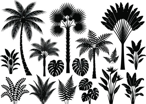 Set of Tropical Palm Trees and Exotic Foliage Silhouettes