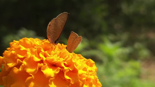 Tiny Grass Blue butterflies Lycaenidae feeding on a vibrant orange marigold flower in sunlit garden. Delicate butterfly behavior, nectar feeding, pollination, and the beauty of nature. 