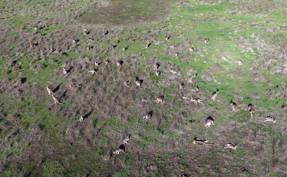 kangaroos grazing near the town of Forbes ,NSW.