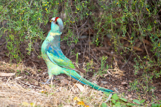 Ring necked parrots feeding on grass seeds